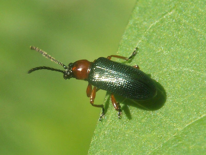 Coleoptera Chrysomelidae