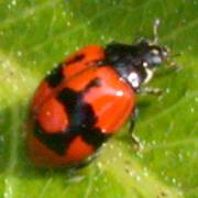 Adalia bipunctata