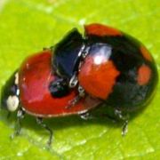 Adalia bipunctata