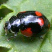 Adalia bipunctata