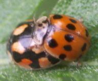 Adalia decempunctata