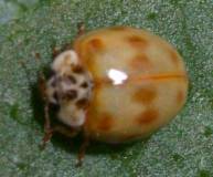 Adalia decempunctata