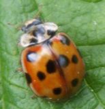 Adalia decempunctata