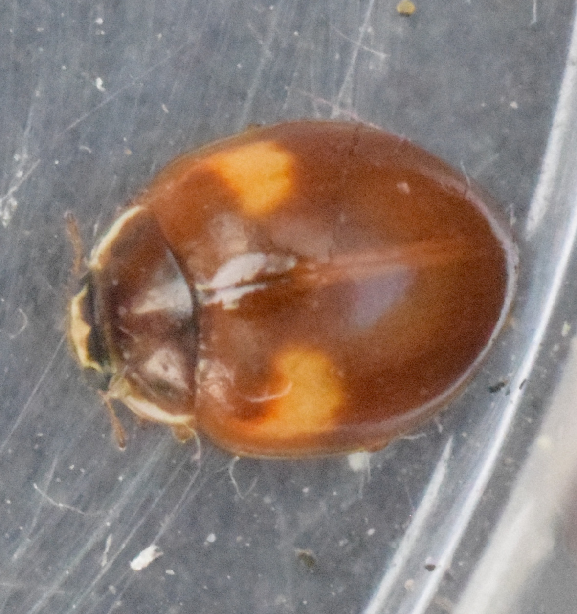 Adalia decempunctata