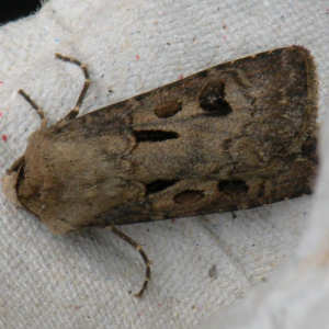 Agrotis exclamationis