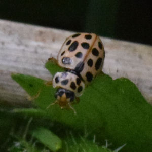 Anisosticta novemdecimpunctata