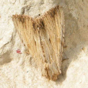 Apamea lithoxylaea