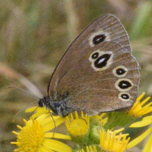 Aphantopus hyperantus