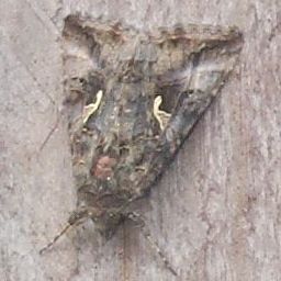 Autographa gamma
