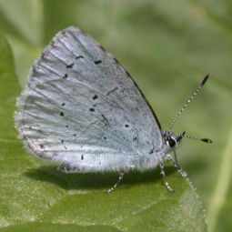 Celastrina argiolus