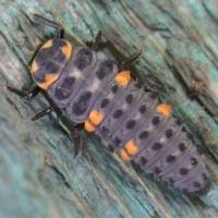 Coccinella septempunctata