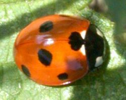 Coccinella septempunctata