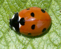 Coccinella septempunctata