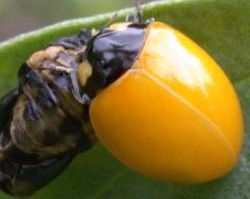 Coccinella septempunctata