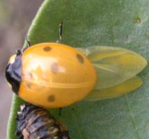 Coccinella septempunctata