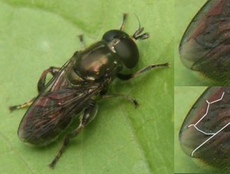 Eumerus tuberculatus