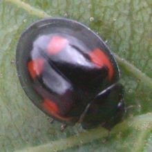 Exochomus quadripustulatus