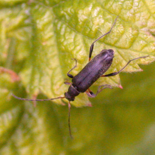Grammoptera ruficornis