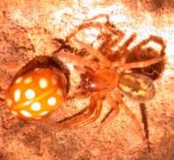 Halyzia sedecimguttata