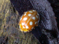 Halyzia sedecimguttata