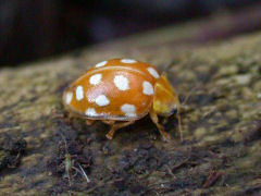 Halyzia sedecimguttata