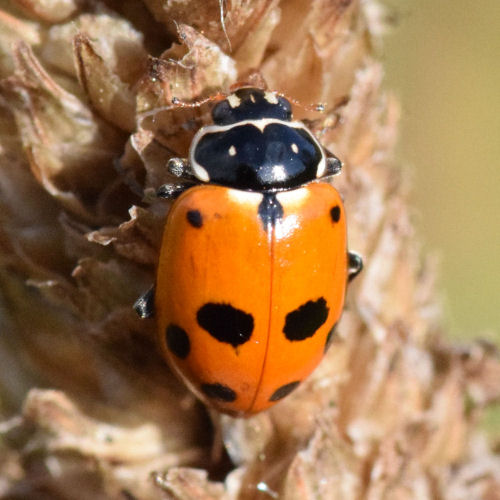 Hippodamia variegata