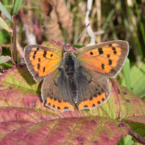 Lycaena phlaeas