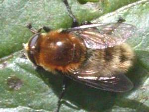 Merodon equestris transversalis