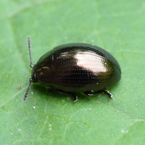 Coleoptera Chrysomelidae