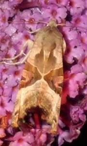 Phlogophora meticulosa