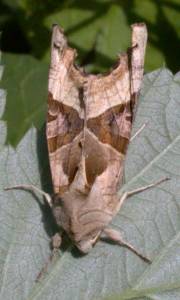 Phlogophora meticulosa