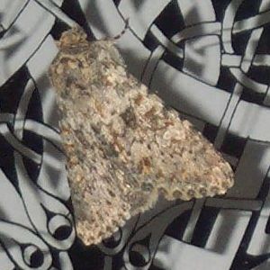 Polymixis flavicincta