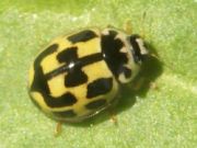 Propylea quattuordecimpunctata
