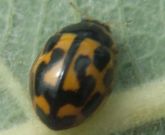 Propylea quattuordecimpunctata