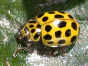 Psyllobora vigintiduopunctata