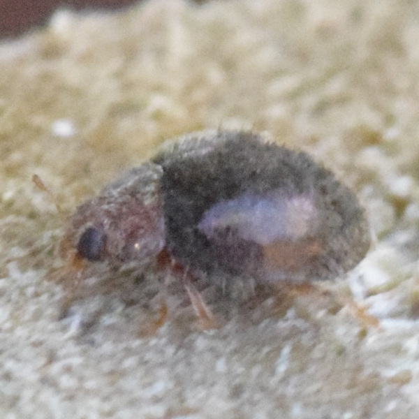 Rhyzobius lophanthae