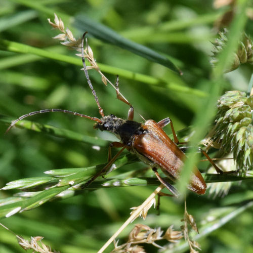 Stenocorus meridianus