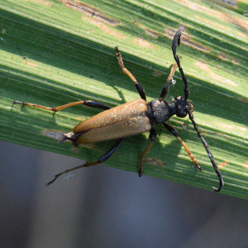 Stictoleptura rubra