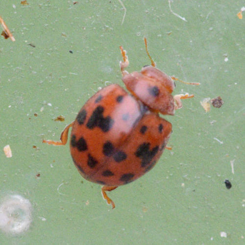 Subcoccinella vigintiquattuorpunctata