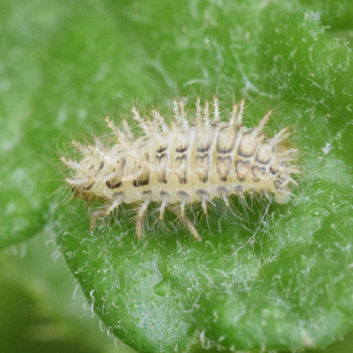Subcoccinella vigintiquattuorpunctata
