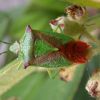 Acanthosoma haemorrhoidale