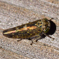 Acericerus heydenii