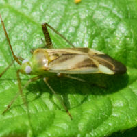 Adelphocoris lineolatus