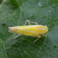 Alebra coryli