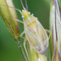 Amblytylus nasutus