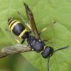 Bees and wasps