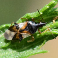 Anthocoris nemorum