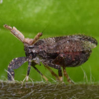 Asiraca clavicornis