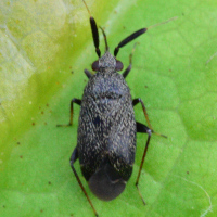Atractotomus mali