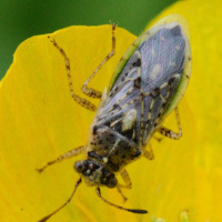 Brachycarenus tigrinus